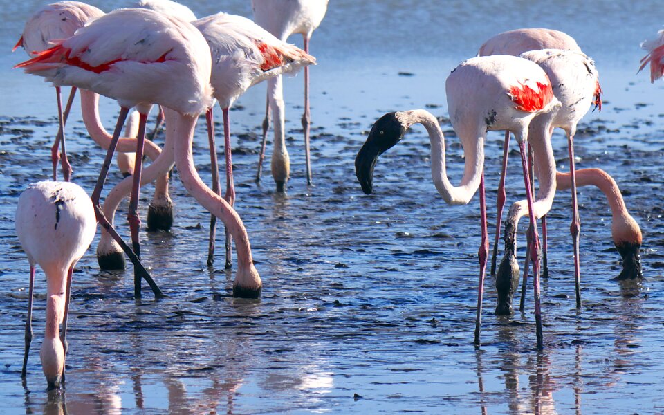 Flamingos camargue portrait