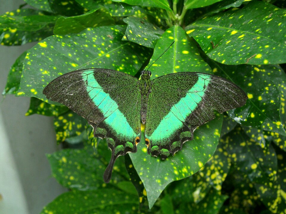 Insect plant garden