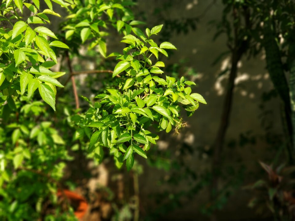 Natural leaves happiness