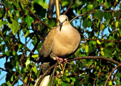 Pen pigeons park photo