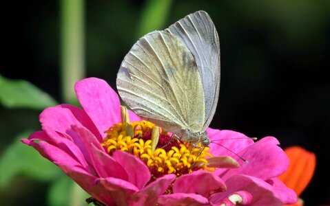 Butterfly day insect zinnia photo