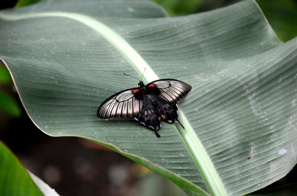 Plant wing in the free