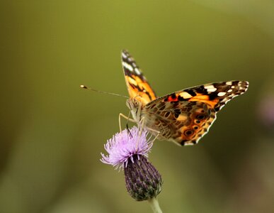 Butterfly flower nature photo