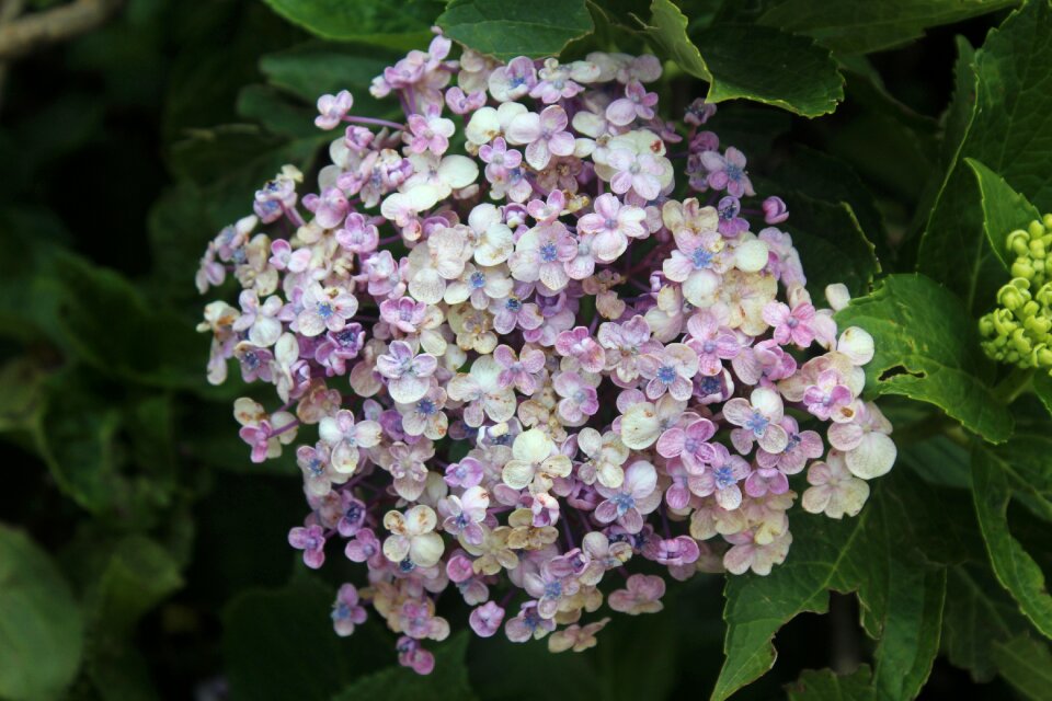 Bunch purple plant