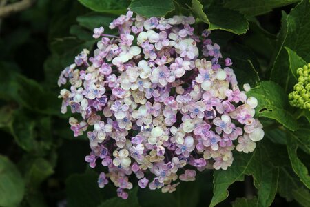 Bunch purple plant