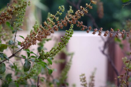 Herbal medicine herb photo