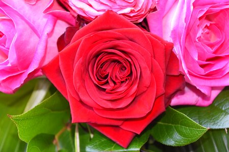 Floral red rose floral composition