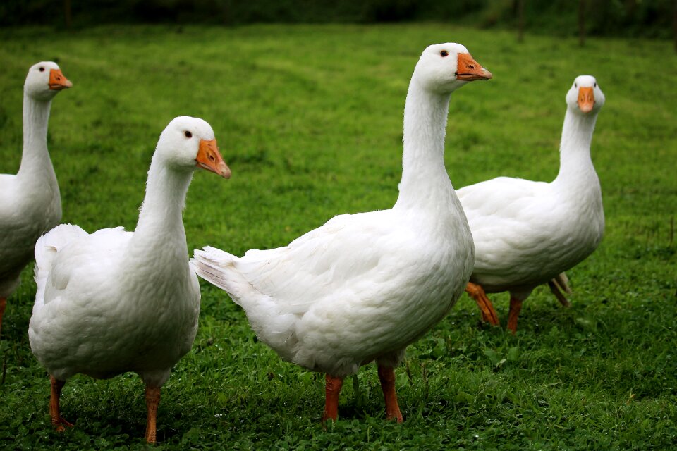 Birds farm animals