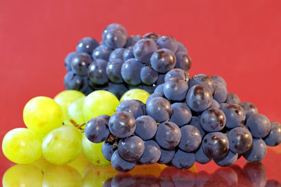 Vines bunch of grapes violet