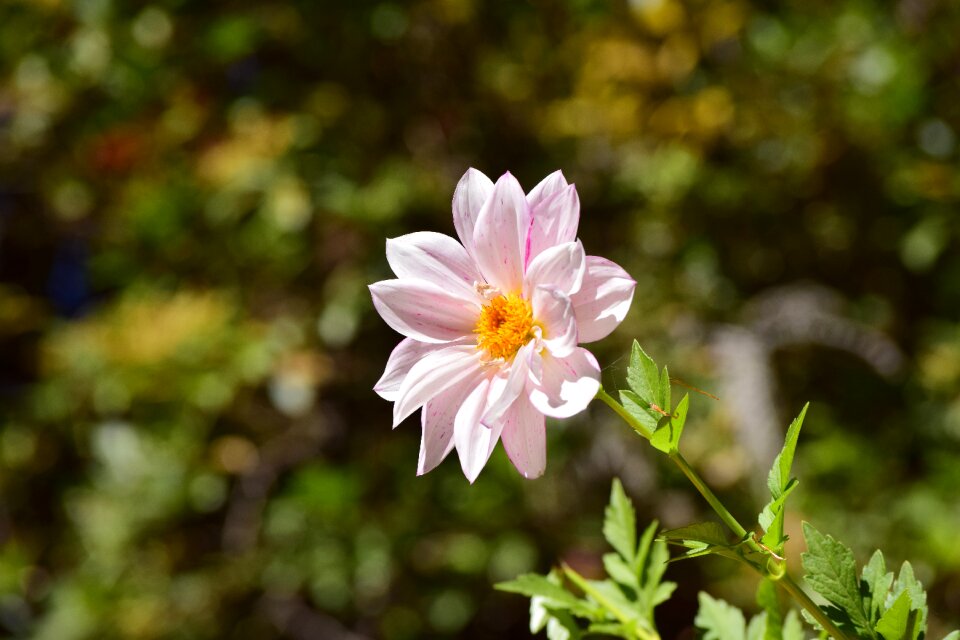 White pink yellow