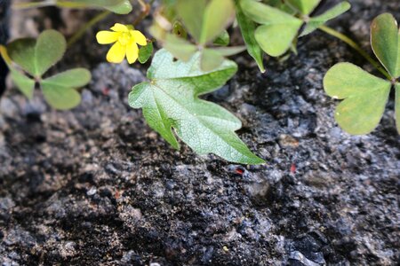 Klee yellow flower stone covered