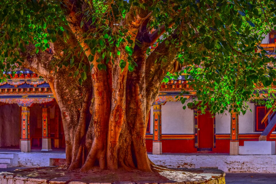 Big tree courtyard banyan