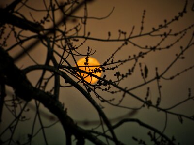 Tree nature bird