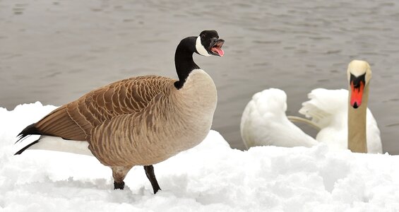 Poultry snow plumage photo