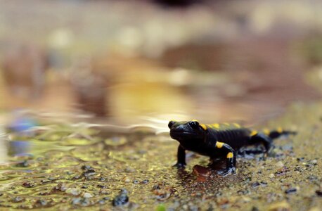 Anatolia black yellow