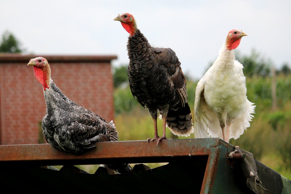 Three turkeys small sublime