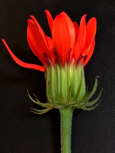 Red petals nature