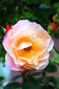 Rose rose bloom pink rose