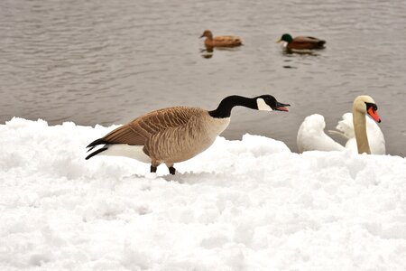 Waterfowl poultry snow photo