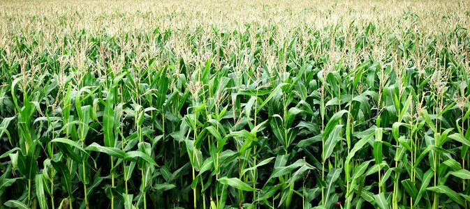 Grow agriculture grain photo
