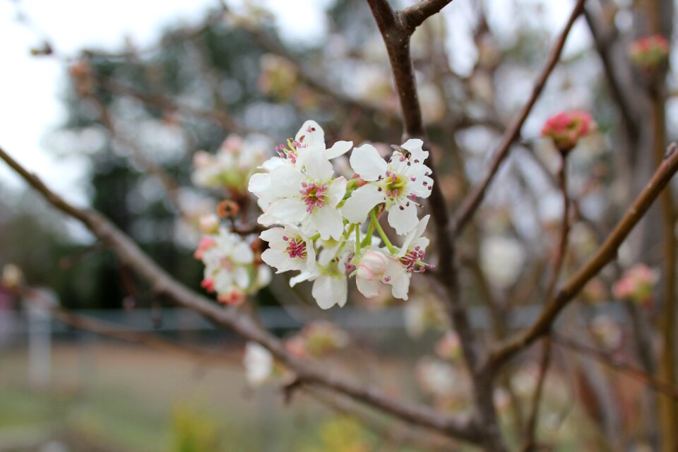 Branch nature flora
