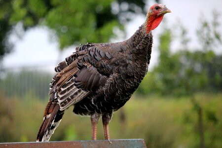 Poultry sublime looking