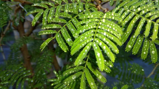 Prosopis rain green