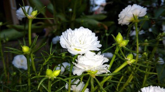 Bud garden flower bloom