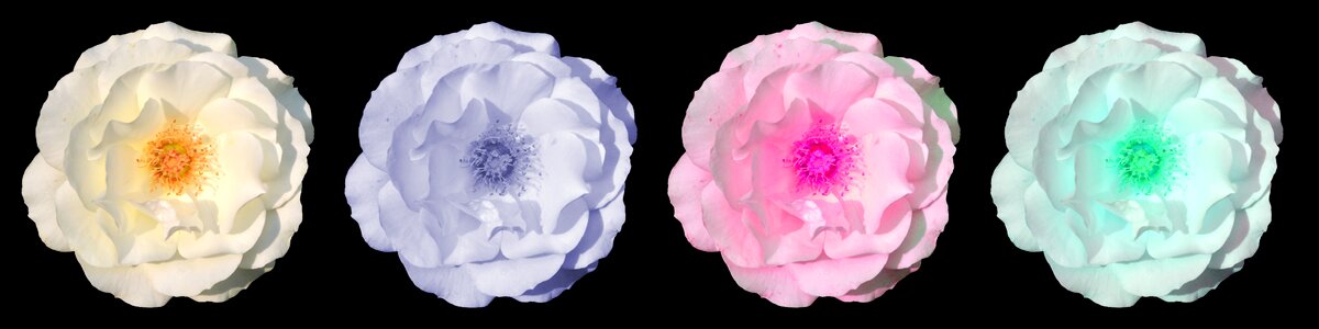 Bloom beauty summer