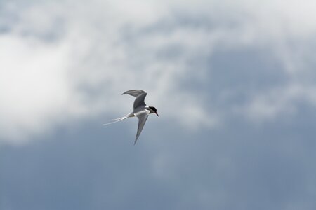Flight himmel gull