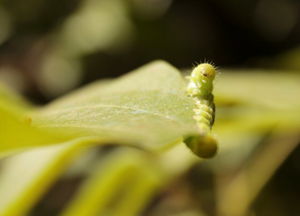Green caterpillar overview
