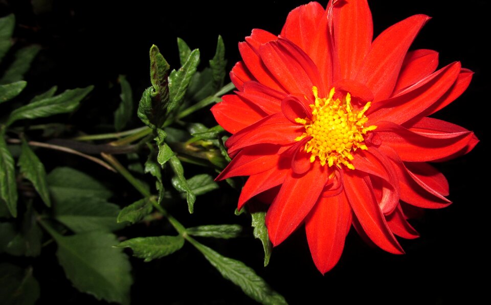 Plant garden nature
