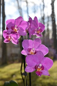 Orchid phalaenopsis purple photo