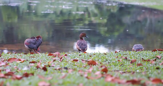 Outdoors animal wildlife photo