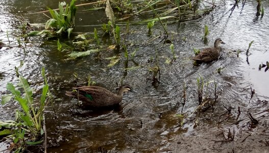 Ducks swimming torrens river
