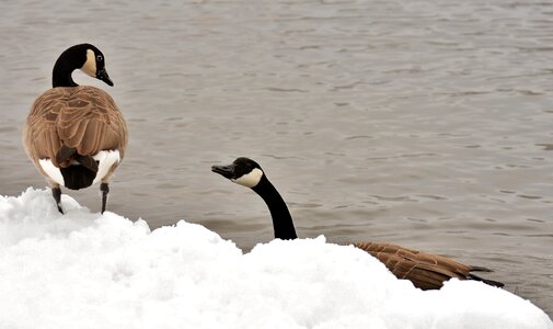 Snow plumage winter