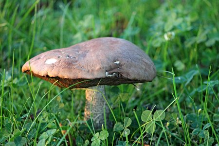 Tube mushroom meadow leathery