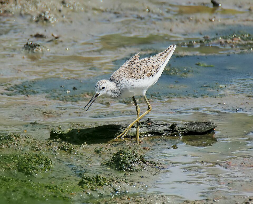 Water animal nature
