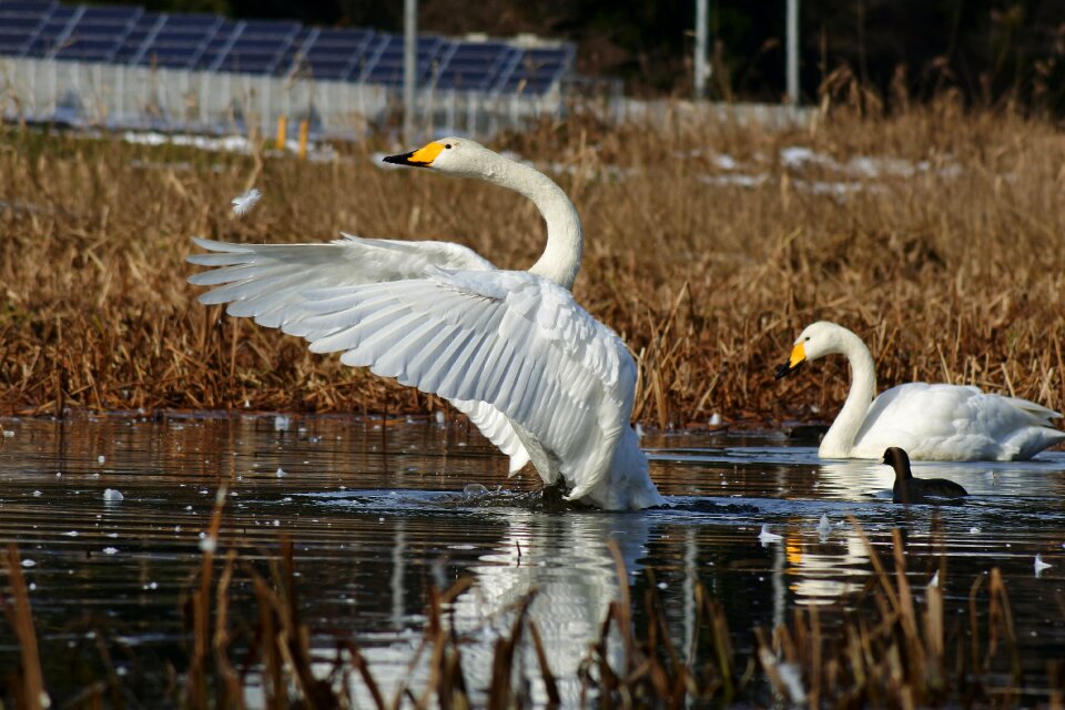 Waterweed bird wild birds