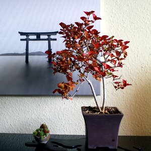 Plant still life bonsai
