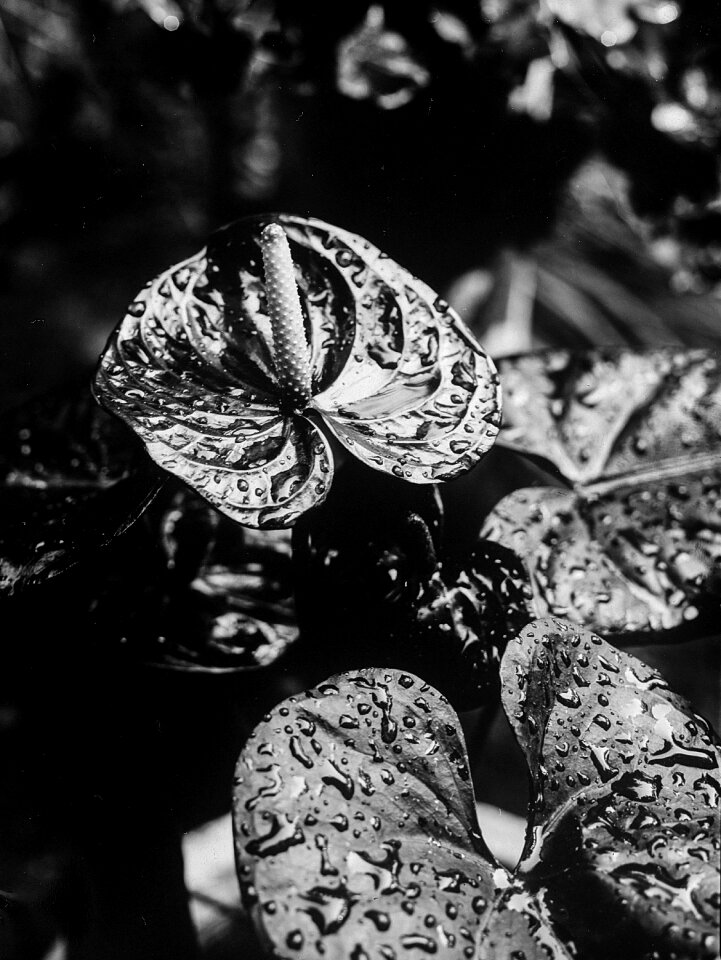 Monochrome contrast nature