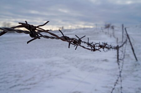 Nature snow barbed wire