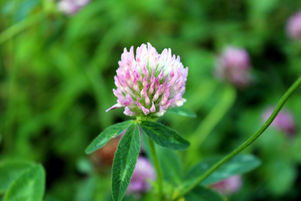 Nature a flower of the field fodder plant