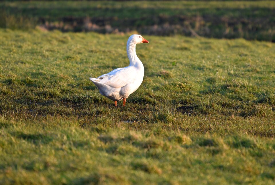 Waterfowl wildlife fauna