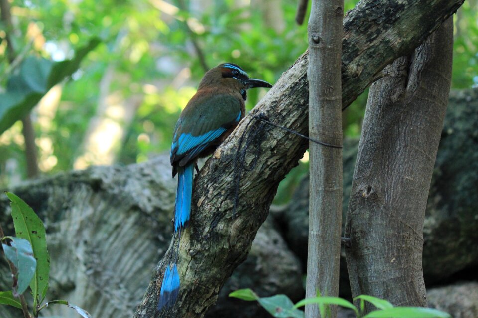 Fauna nature animal