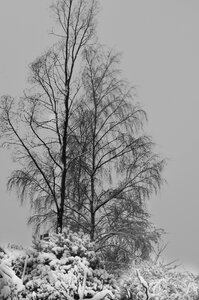 Trees cold nature