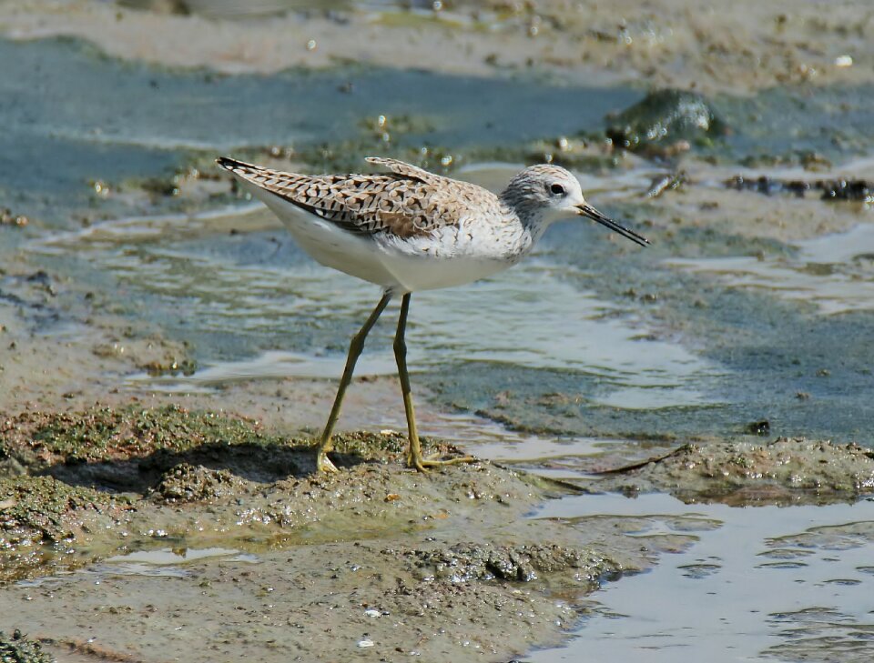 Water outdoors shorebird
