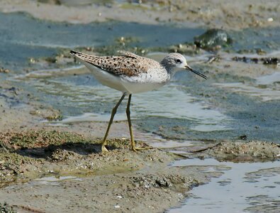 Water outdoors shorebird