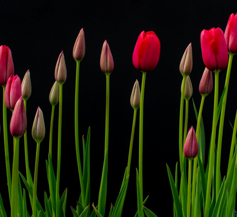 Red flora nature