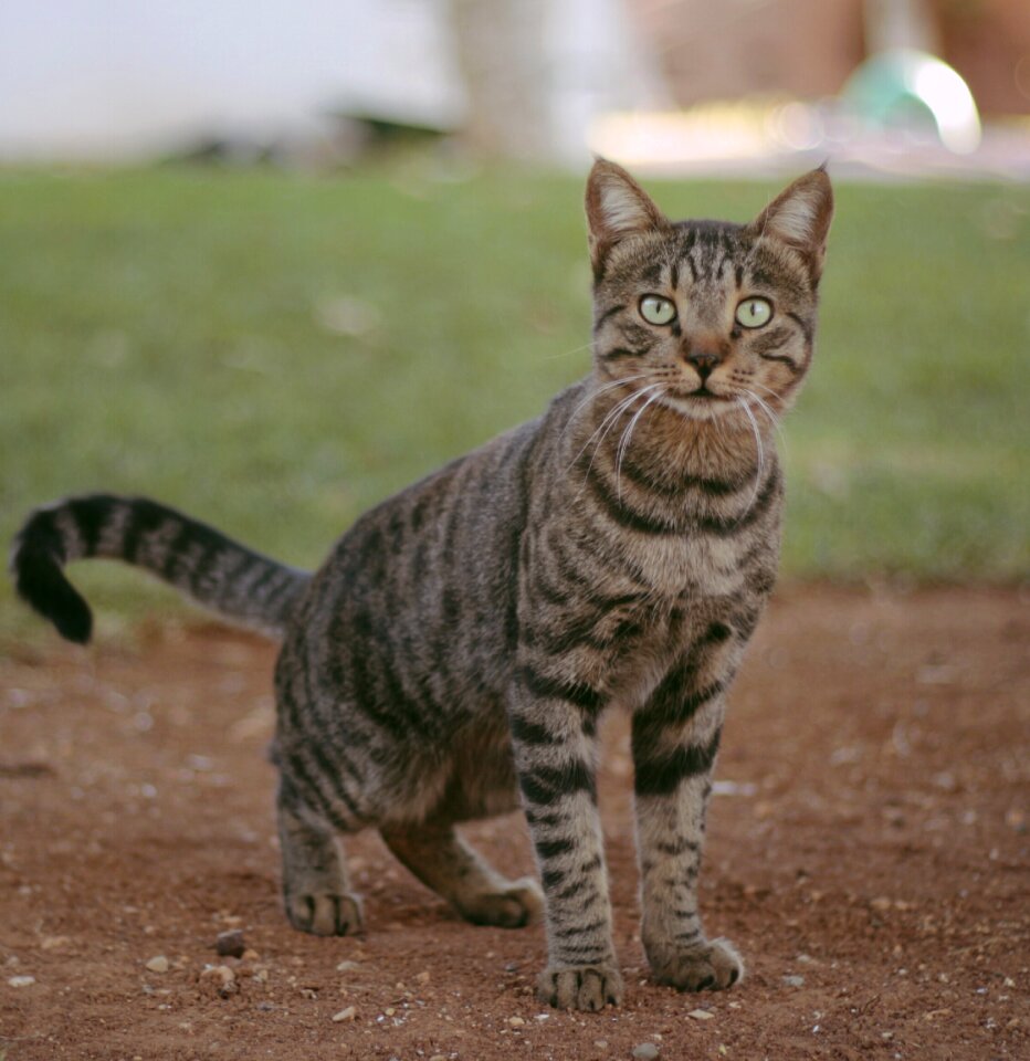Cat cakir Free photos